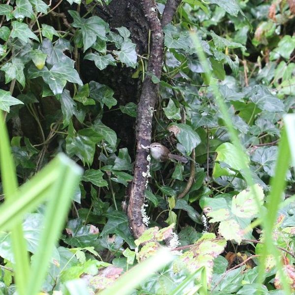 This bewick's wren's nest is hidden. Copyright Janet Kessler