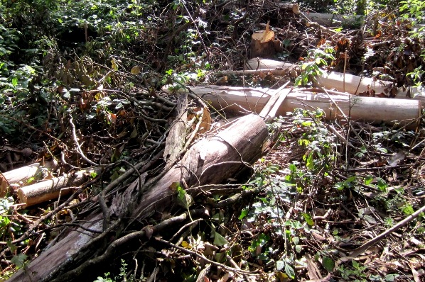 felled trees sutro forest