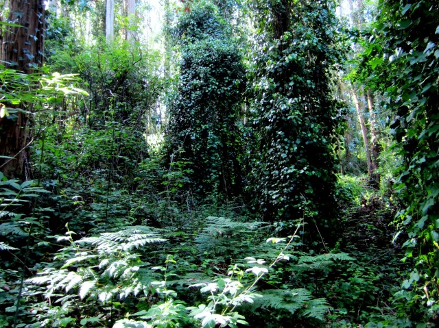 Sutro Forest - beauty fighting to survive