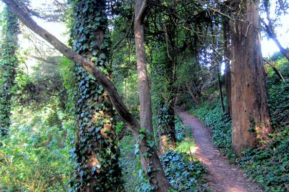 sutro forest may end 2014