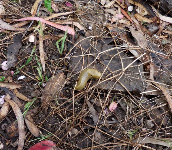 banana slug