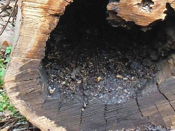 Eucalyptus tree with bee hive destroyed in Sutro Forest - July 2014