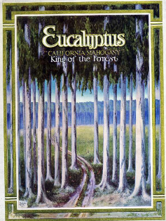 eucalyptus king of the forest sm