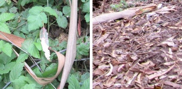 few leaves have beetle holes