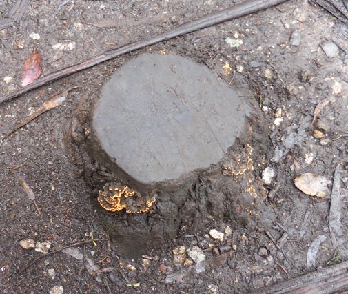 fungus on a stump - sutro forest - june 2014