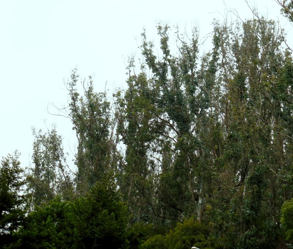 gradually recovering defoliated eucalyptus on east ridge of sutro forest