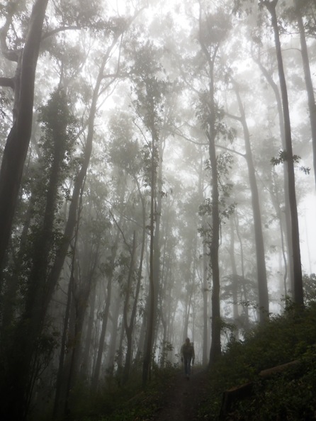 hiker in Sutro Cloud Forest June 2014
