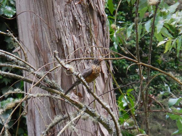 Juvenile American robin - sutro forest