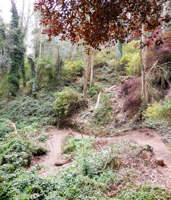 logged area below medical center way