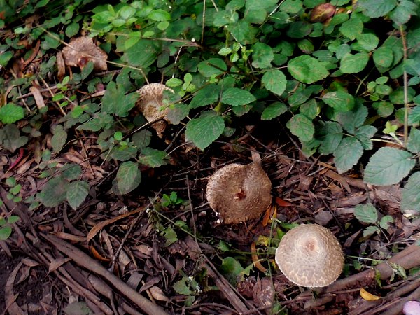 mushrooms - saprophytes