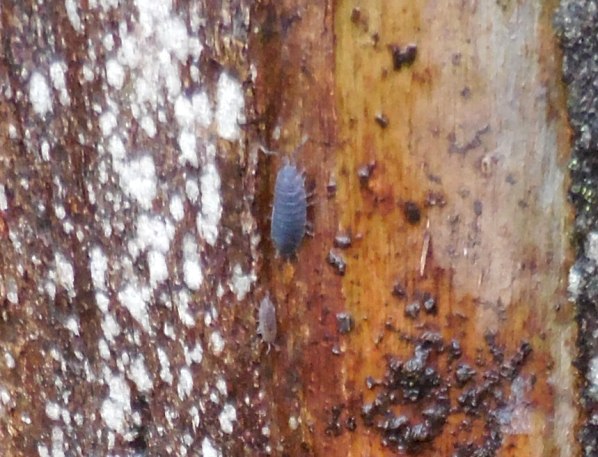 pill bugs under a strip of bark