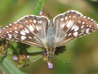 Pyrgus communis - public domain- NPS- Theresa Thom