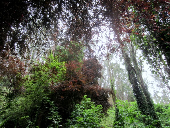 sutro forest below medical center way july 2012 098