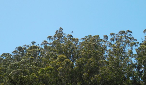 sutro forest canopy June 2014 sm