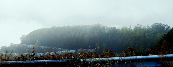sutro forest from twin peaks - June 2014