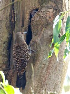 The eucalyptus-tree nest hole of the red-shafted flicker - San Francisco. Janet Kessler