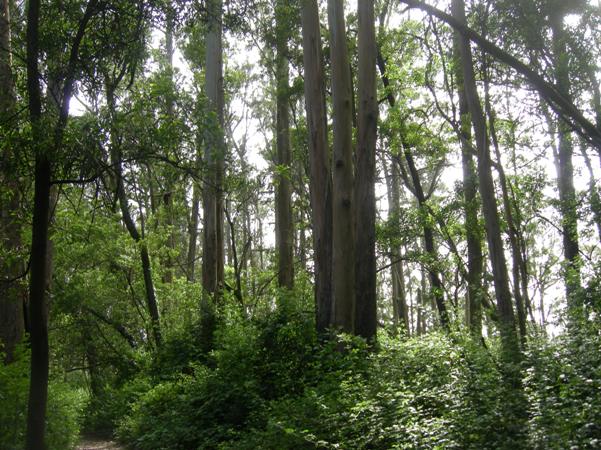 sutro forest 1