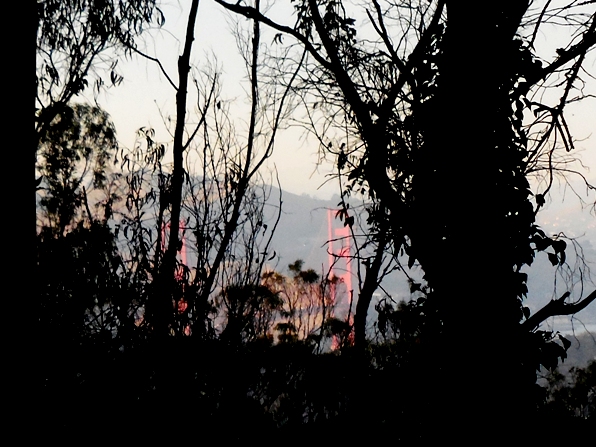golden gate bridge from Sutro Forest