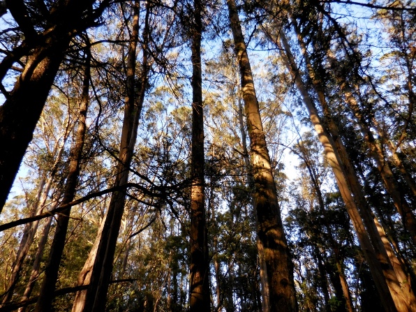 Sutro Forest glows golden in the sunset
