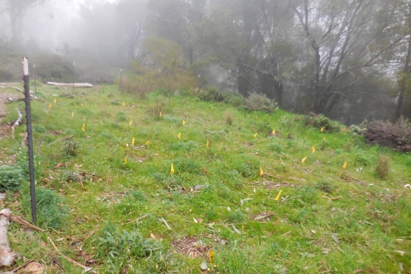  field of plastic flags