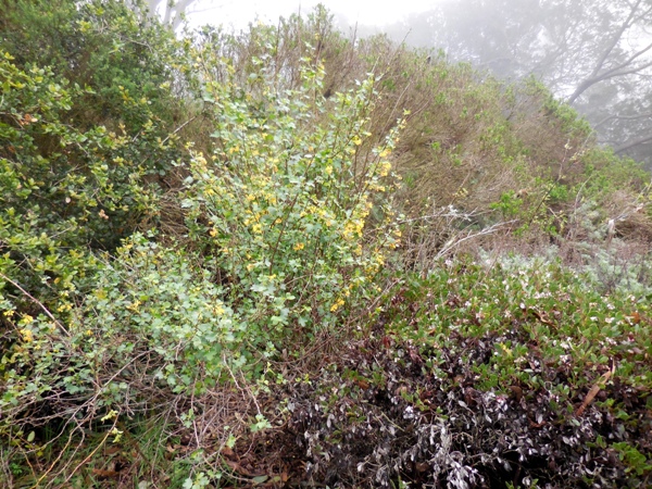 ribes and manzanita in Mt Sutro native plant garden