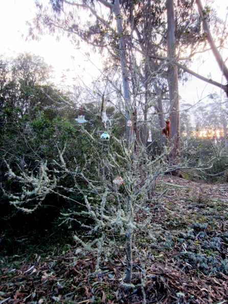 ornaments in dying tree in Sutro Forest Native Garden