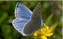Public domain photp Mission Blue by Will ElderNPS