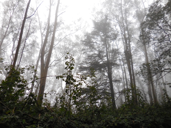 sutro cloud forest  097