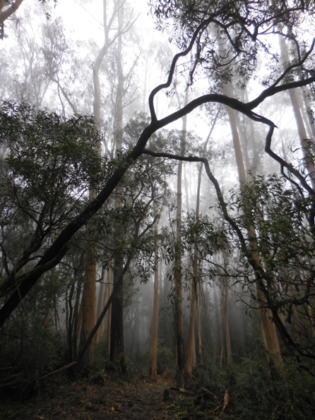 sutro cloud forest feb 2015