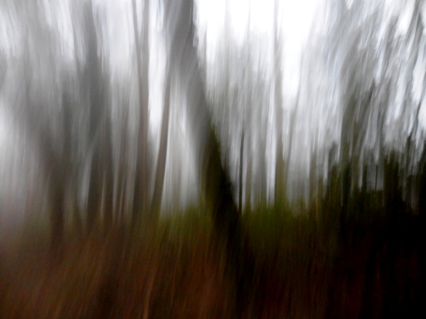 sutro forest - almost a watercolor 167