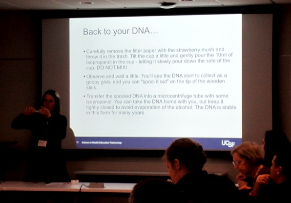 strawberry DNA extraction