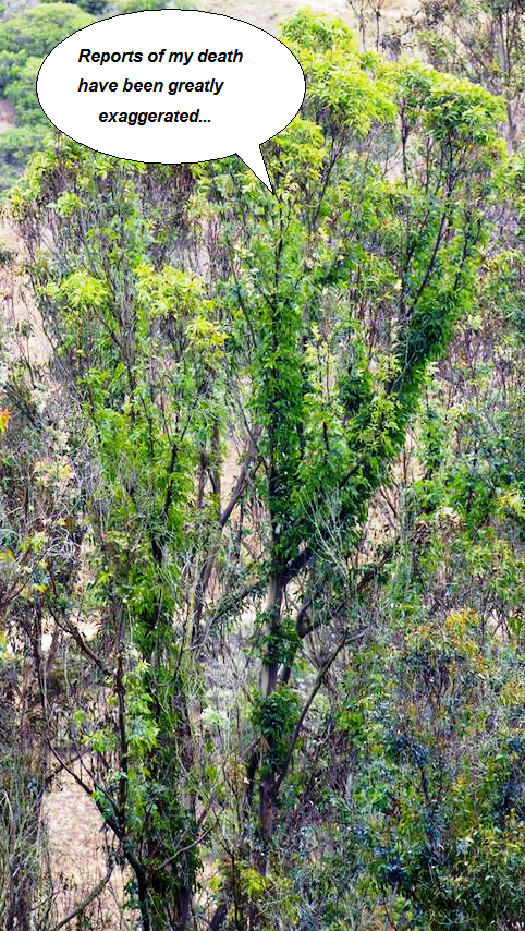 2015-05-27 ab eucalyptus with epicormic growth word