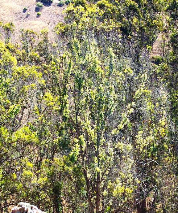 Epicormic sprouting on eucapyptus 2014