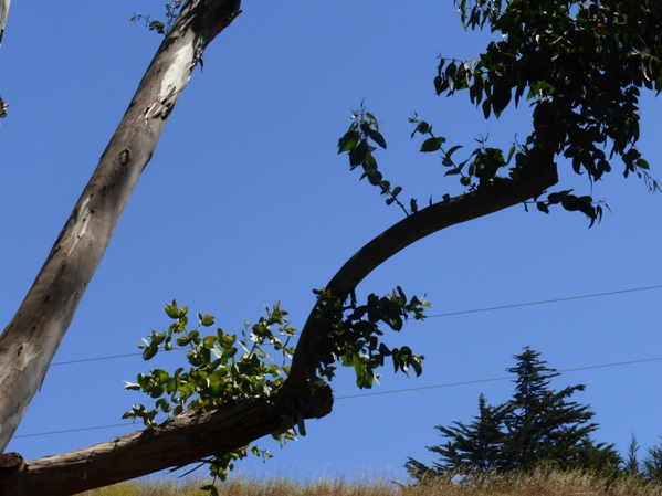 epicormic sprouts on eucalyptus when nearby trees removed