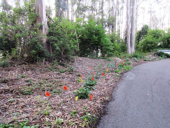 formerly forget me nots