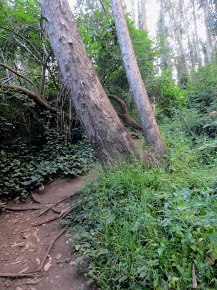 green grasses by trail