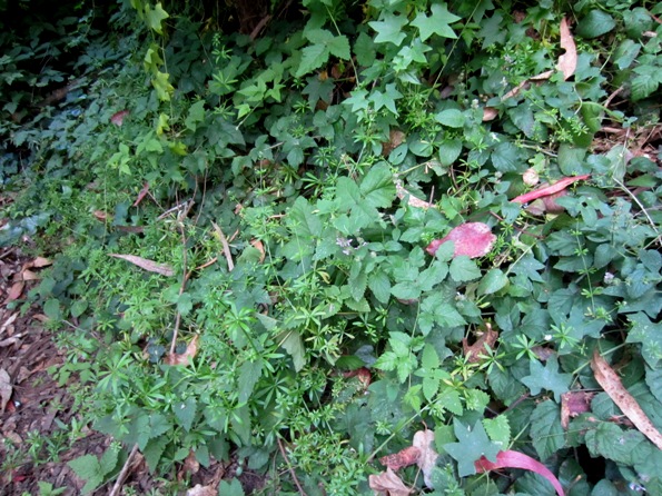 herbaceous layer plants
