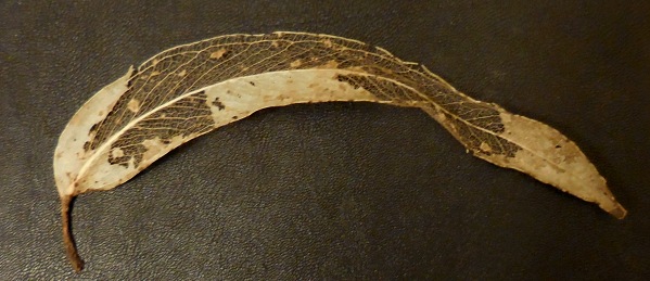 natural skeleton leaf eucalyptus