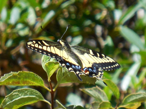 anise swallowtail