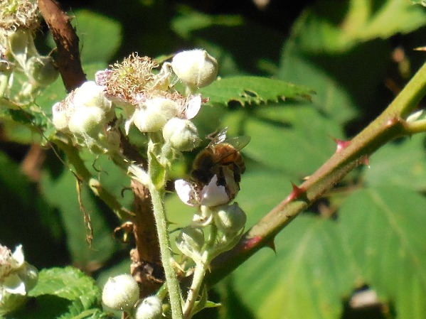 bee on blackberry flowers sutro forest 2