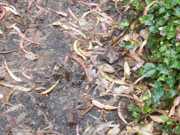 puddle in sutro forest sept 2015