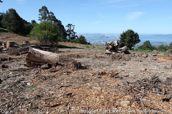 East Bay clearcut THIS is the plan for the forests — fear overrides wisdom