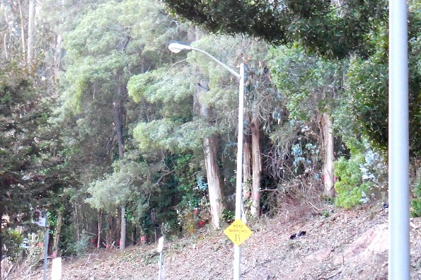 Sutro Forest grove of pink dot trees