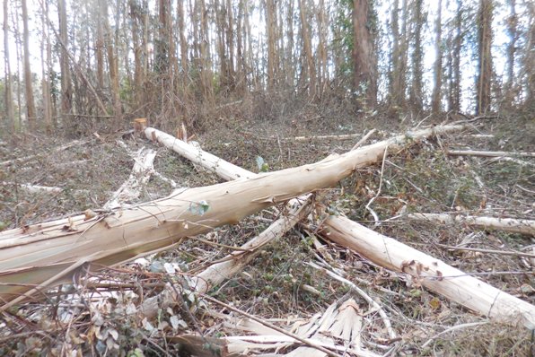 Sutro Forest more logs