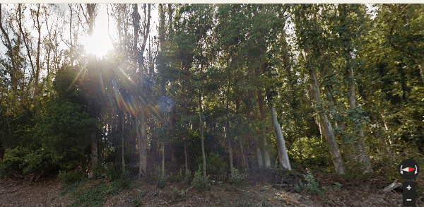 Sutro Forest - Johnstone Drive - Aug 2015 - Google Maps
