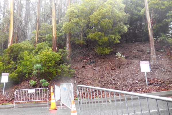 Sutro Forest Tree felling johnstone drive 10