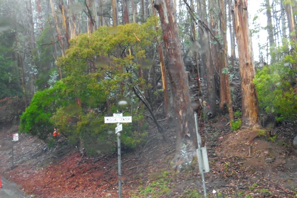 Sutro Forest Tree felling johnstone drive 12