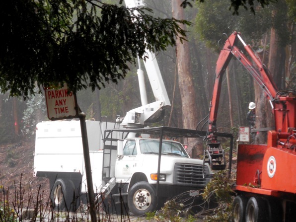 Sutro Forest Tree felling johnstone drive 3
