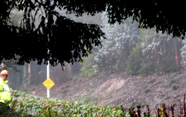 Sutro Forest Tree felling johnstone drive 4