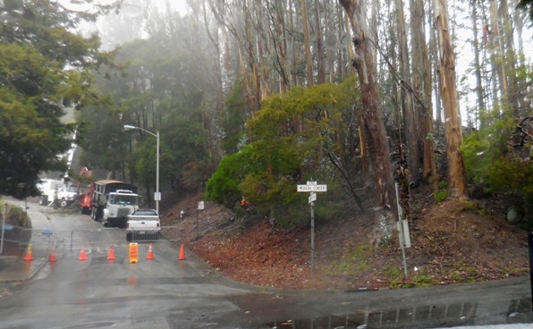 Sutro Forest Tree felling johnstone drive 5